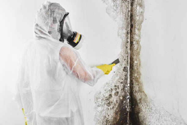 Best Mold Remediation for Specific Building Types in Garland, UT