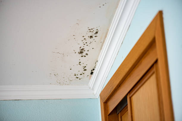 Best Black Mold Remediation in Garland, UT