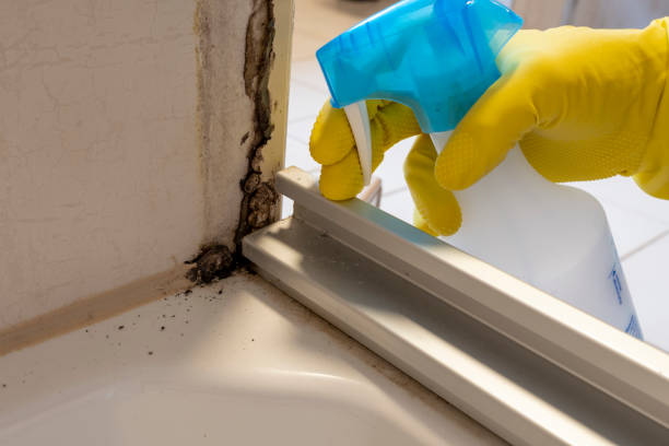 Best Mold Testing and Inspection Services in Garland, UT