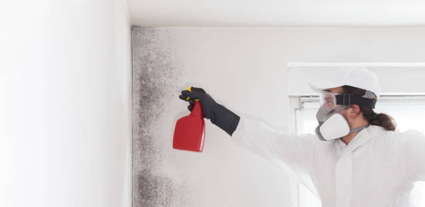 Best Bathroom Mold Remediation in Garland, UT