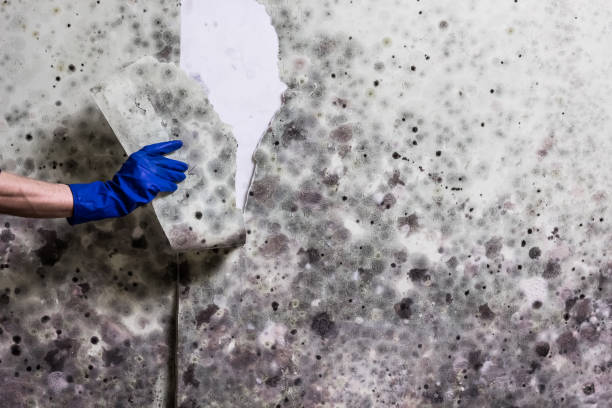 Best Mold Remediation for Schools in Garland, UT