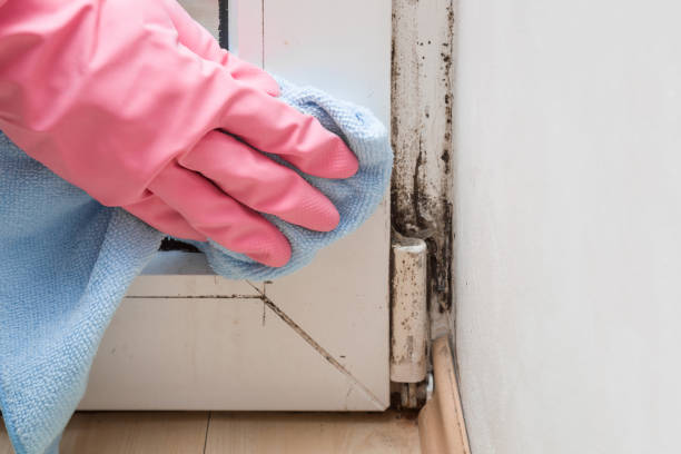 Best Kitchen Mold Remediation in Garland, UT